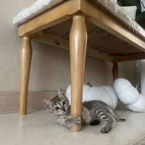 واگذاری بهادر