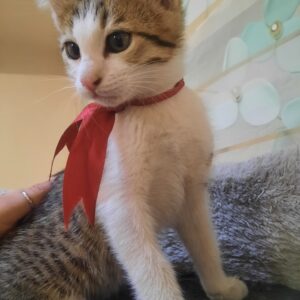 بچه‌گربه، پسر، پرانرژی، بازیگوش و گوله نمک