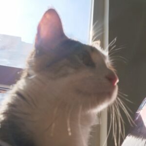 گربه DSH