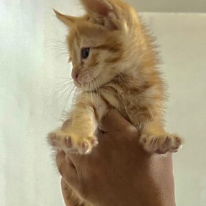 بچه گربه به شدت زیبا