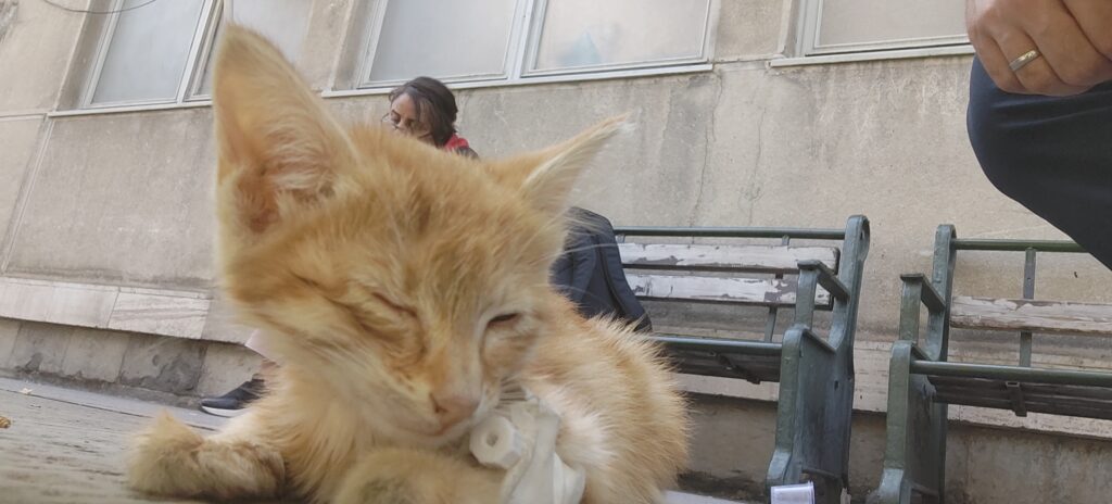 واگذاری زردچوبه