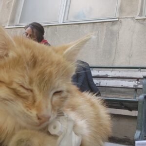 واگذاری زردچوبه