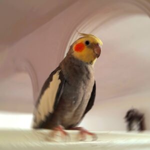 عروس هلندی گمشده
