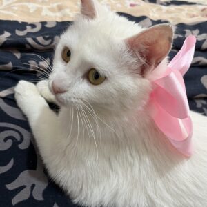 واگذاری گربه امدادی و رها شده