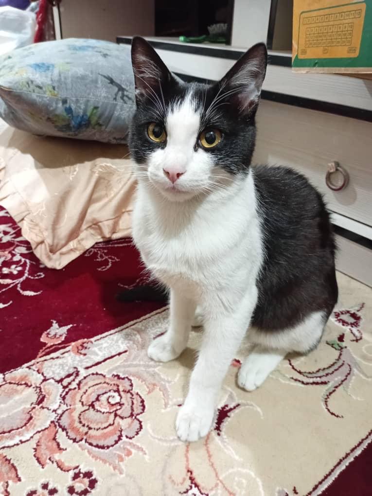 تاکسیدوی زیبا
