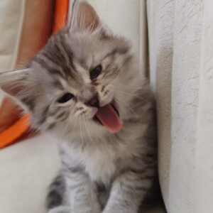 گربه