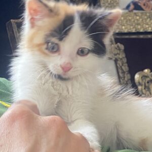 واگذاری بچه گربه ۱/۵ ماهه