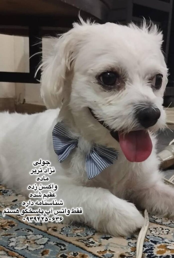 دختر یک و نیم ساله تریر