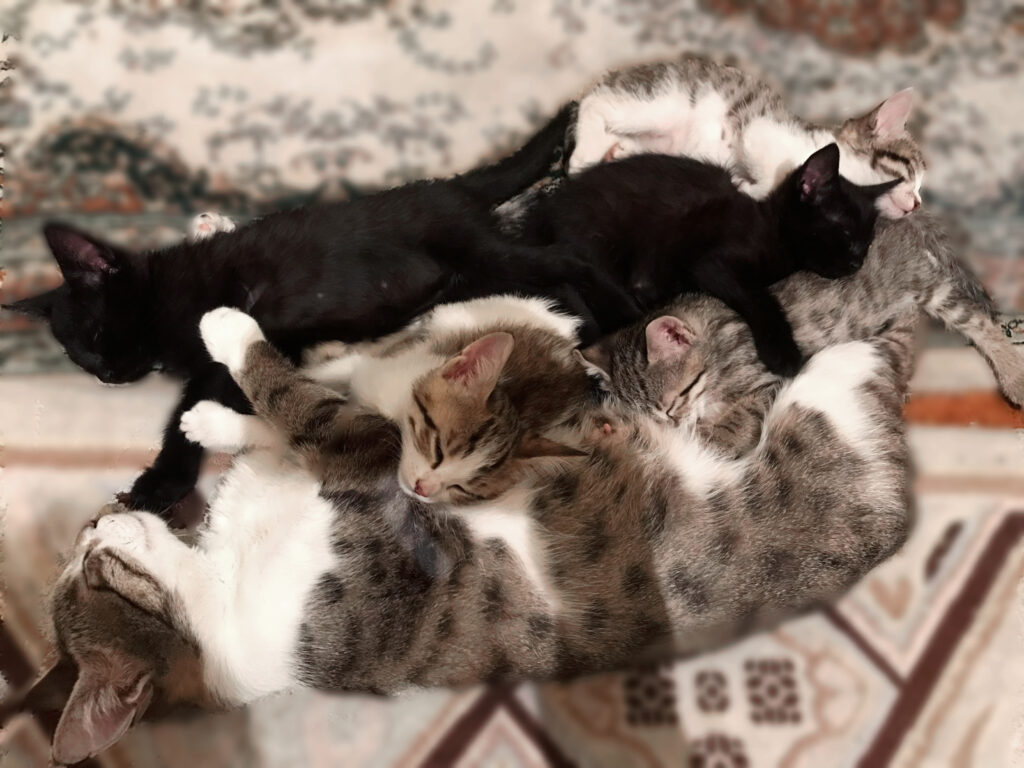 واگذاری بچه گربه