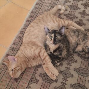 واگذاری گربه