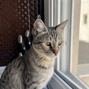 واگذاری گربه dsh