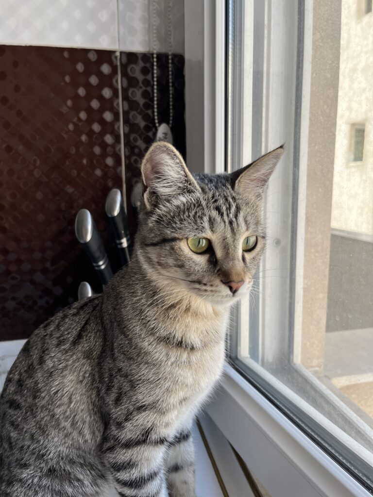 واگذاری گربه dsh