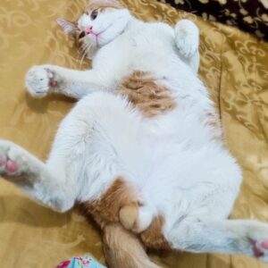 گربه DSH نر فوق العاده مهربون