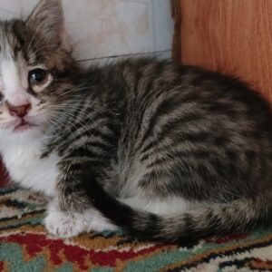 بچه گربه ۵ هفته ای