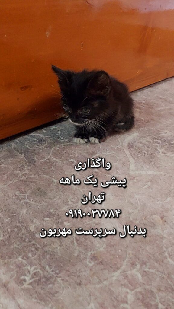 واگذاری