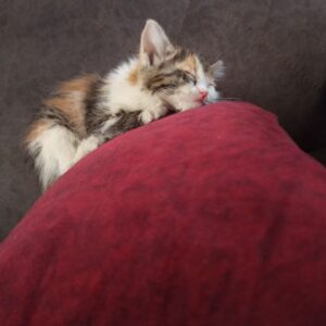 گربه ی DSH