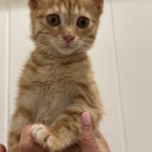 واگذاري بچه گربه ماده
