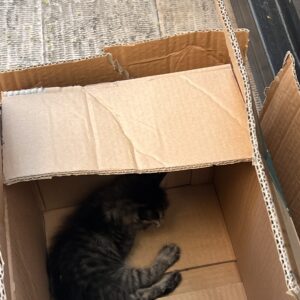 حمایتی توله گربه
