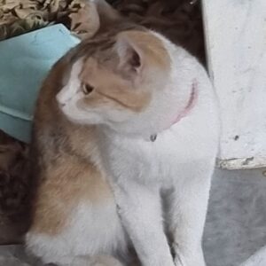 گربه پیدا شده
