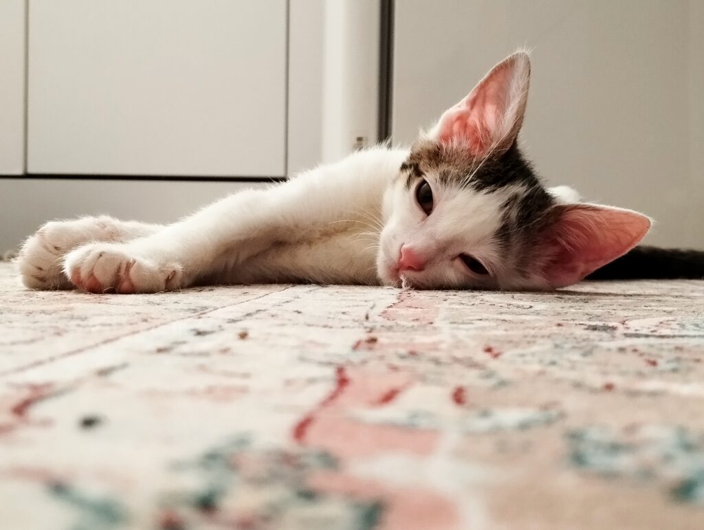 گربه برای واگذاری