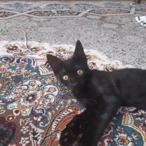 بچه گربه