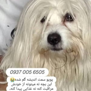 سگ نژاد مالتیز
