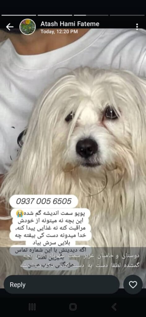سگ نژاد مالتیز