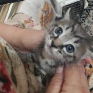 واگذاری دو تا بچه گربه یه ماهه