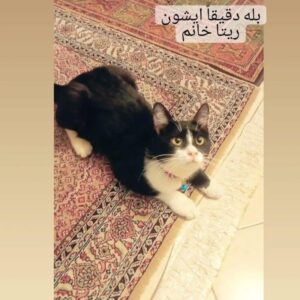گربه DSH تاکسیدو ماده