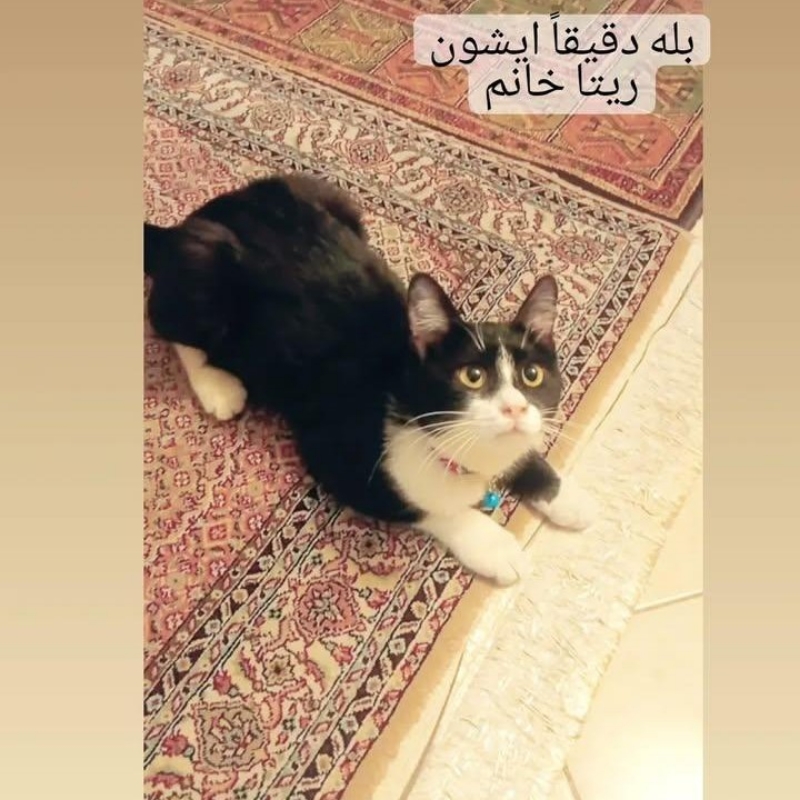 گربه DSH تاکسیدو ماده