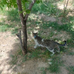 گربه DSH پیدا شده