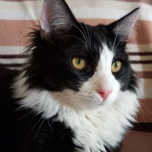 گربه به شدت خوشگل و مهربون