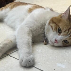 گربه گمشده محدوده بلوار جمهوری یزد