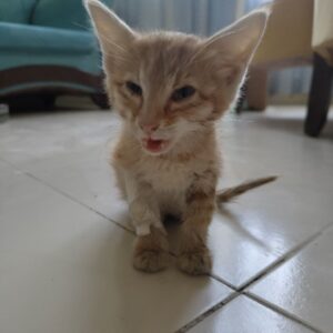 گربه ای به اسم زردچوبه