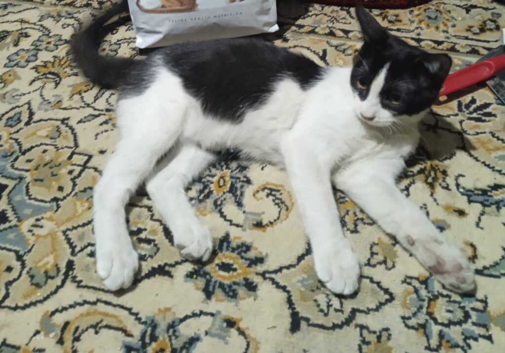 گربم گم شده