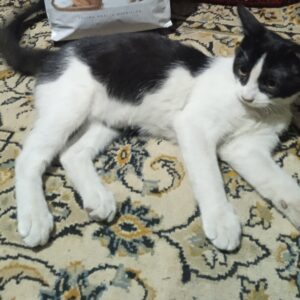 گربم گم شده