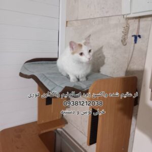 گربه نر بغلی ۱سالونیم