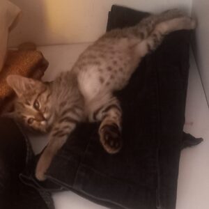 واگذاری بچه گربه فوق العاده مهربون