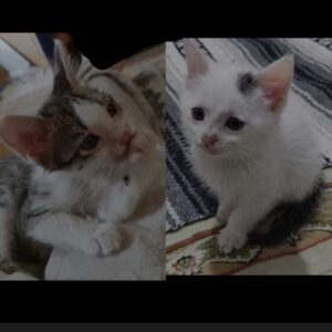 واگذاری بچه گربه دوماهه