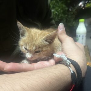 گربه دی اس اچ