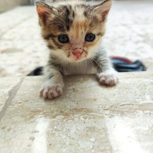 دو تا بچه گربه ناز حدودا یک ماهه