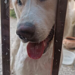 سگ نژاد دار بزرگ
