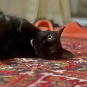 واگذاری گربه dsh