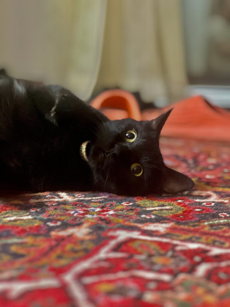 واگذاری گربه dsh
