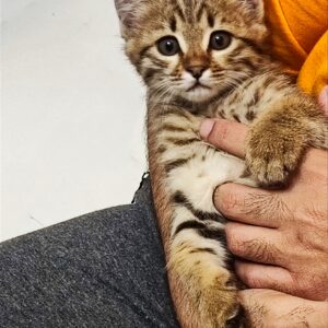 خَرگربه نمکی