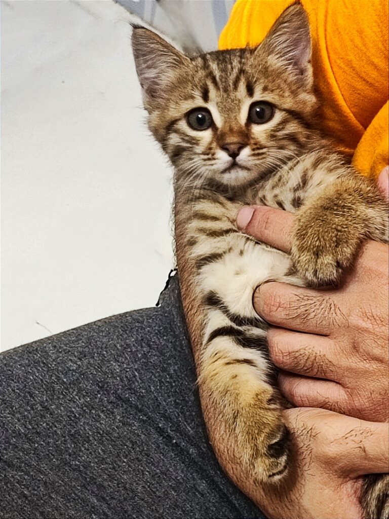 خَرگربه نمکی