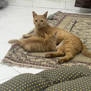 واگذاری گربه نارنجی