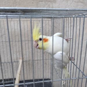 عروس هلندی گم شده
