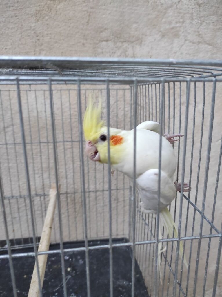 عروس هلندی گم شده
