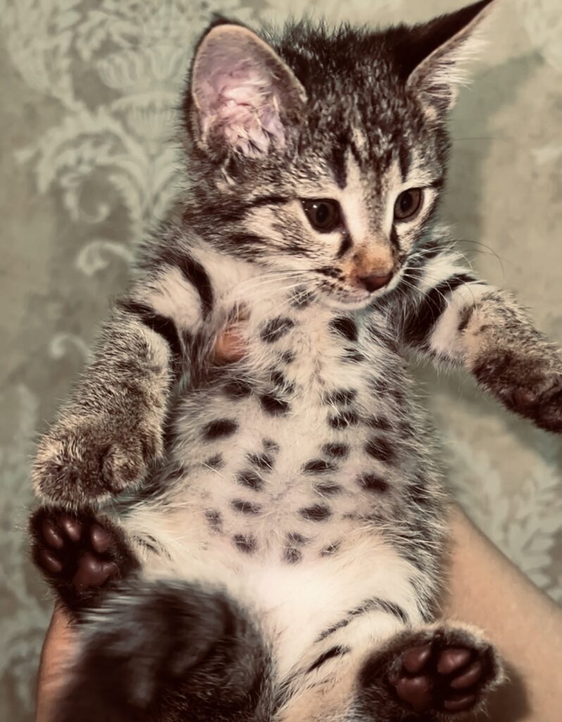 بچه گربه ۲ ماهه